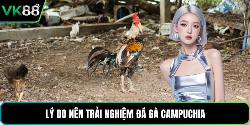 Lý do nên trải nghiệm đá gà Campuchia